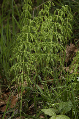 Equisetum sylvaticum in spring.