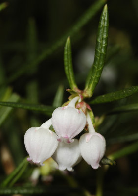 Andromeda polifolia. Close-up.