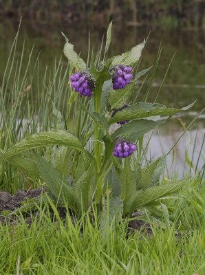 Symphytum officinale.