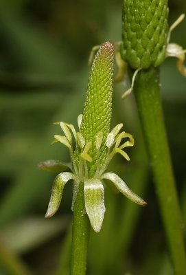 Myosurus minimus. Close-up.