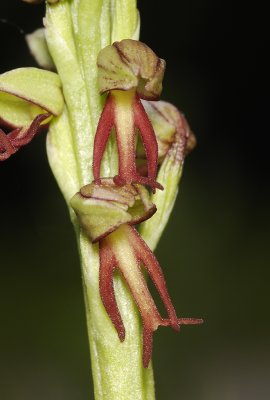 Orchis anthropophora. Close-up.