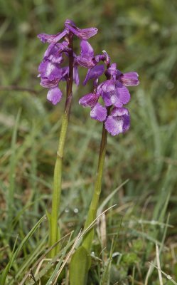 Anacamptis morio.