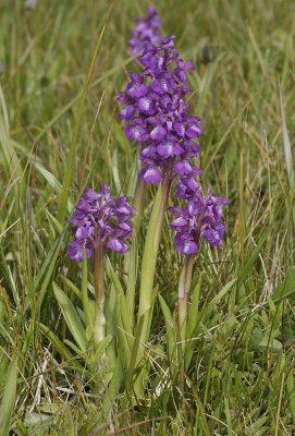 Anacamptis morio.