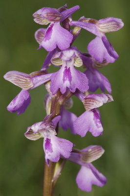 Anacamptis morio. Big markings on lip.