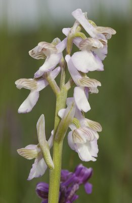 Anacamptis morio. Pale form.