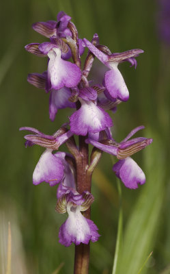 Anacamptis morio. White centre on lip.