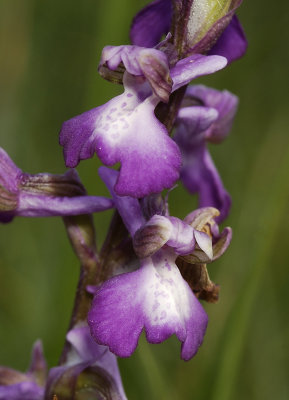 Anacamptis morio. White centre on lip 2.