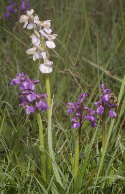 Anacamptis morio. Various colours.