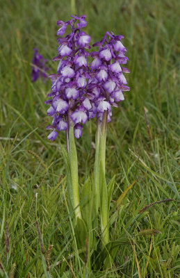 Anacamptis morio. Very nice clone.