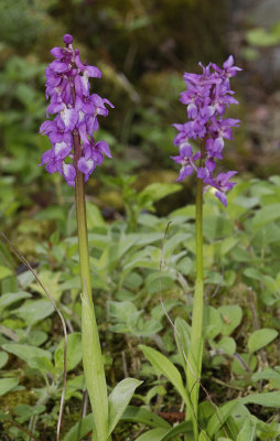 Orchis mascula.