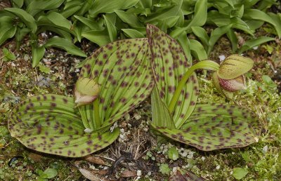 Cypripedium fargesii. Two growths. (Plant courtesy of Judith Prins)