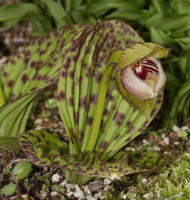 Cypripedium fargesii. One growth. (Plant courtesy of Judith Prins)