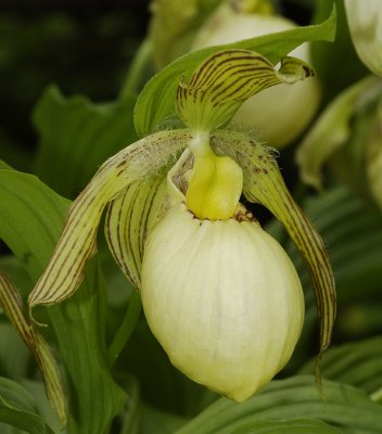 Cypripedium fasciolatum. (Plant courtesy of Judith Prins)