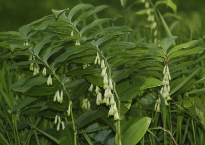 Polygonatum multiflorum. Closer.