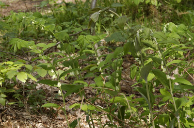 Polygonatum multiflorum. In the shade.