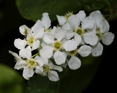 Prunus padus. Close-up.