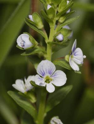 Veronica serpyllifolia.Close-up.