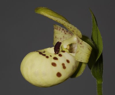 Cypripedium flavum. Close-up side.