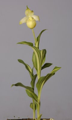 Cypripedium flavum 'Variegatum'.