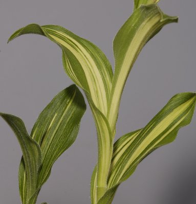 Cypripedium flavum 'Variegatum'. Foliage.