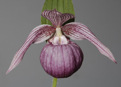 Cypripedium franchetii pale. Close-up.