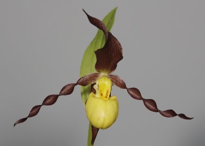 Cypripedium parviflorum var. parviflorum.Close-up.