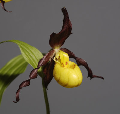 Cypripedium