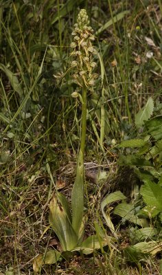 Orchis anthropophora.