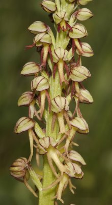 Orchis anthropophora. Closer