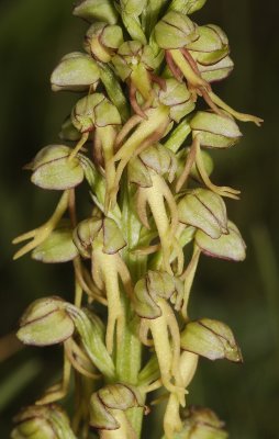 Orchis anthropophora. Closer.