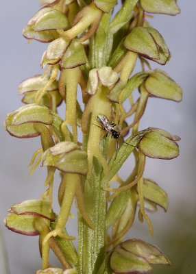 Orchis anthropophora. With pollinator.