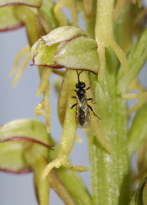 Orchis anthropophora. With pollinator 2.