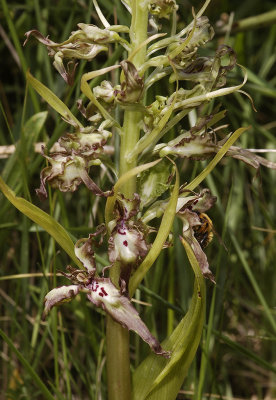 Himantoglossum hircinum. Peloric (3 lip).