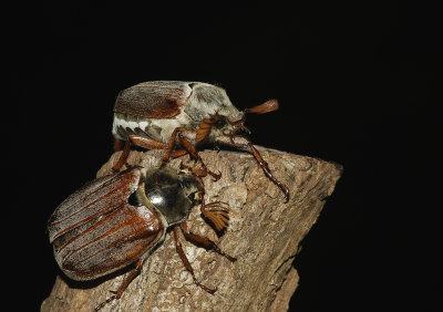 Maybugs. (Melolontha melolontha)