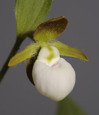 Cypripedium californicum. Close-up.