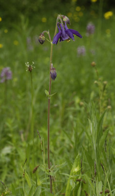 Aquilegia vulgaris.