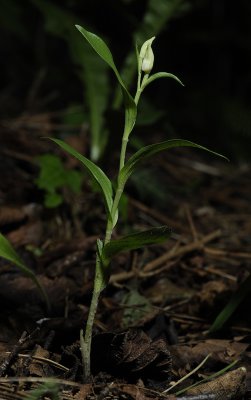 Cephalanthera damasonium.