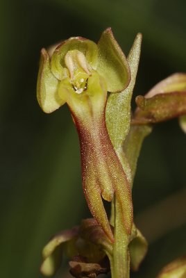 Dactylorhiza viridis. Close-up.