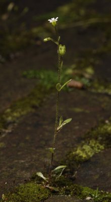 Saxifraga tridactylites.