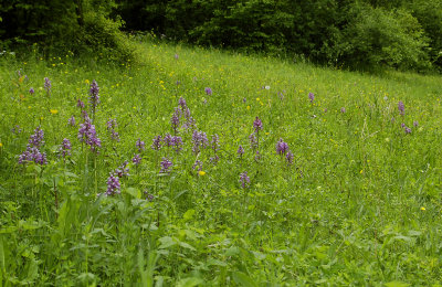 Orchis militaris in field.