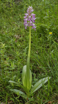 Orchis militaris.