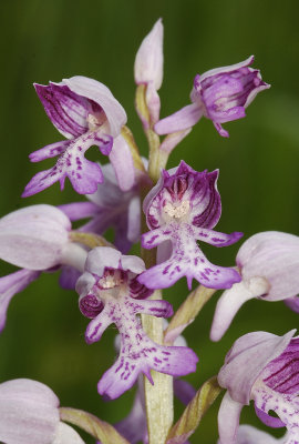 Orchis militaris. Close-up.