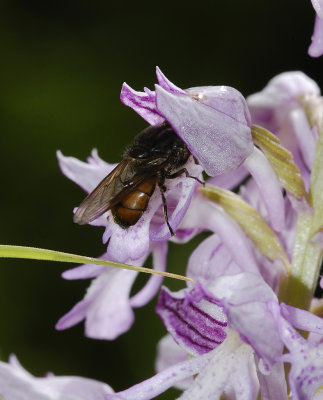 Orchis militaris with fly.