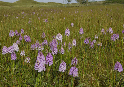 Dactylorhiza maculata subsp. podesta in field.