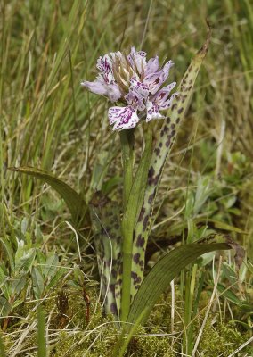 Dactylorhiza maculata subsp. podesta 2.