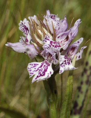 Dactylorhiza maculata subsp. podesta. 2 Close-up.