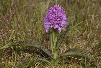 Dactylorhiza maculata subsp. podesta. 5