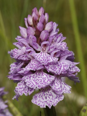 Dactylorhiza maculata subsp. podesta. Broad lip close-up.