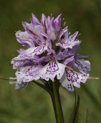 Dactylorhiza maculata subsp. podesta. Close up.