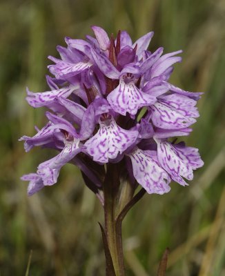 Dactylorhiza maculata subsp. podesta. Close up 2.